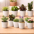 GoHooked set of 10 white marble texture ribbed 6-inch plastic plant pots with various small plants.