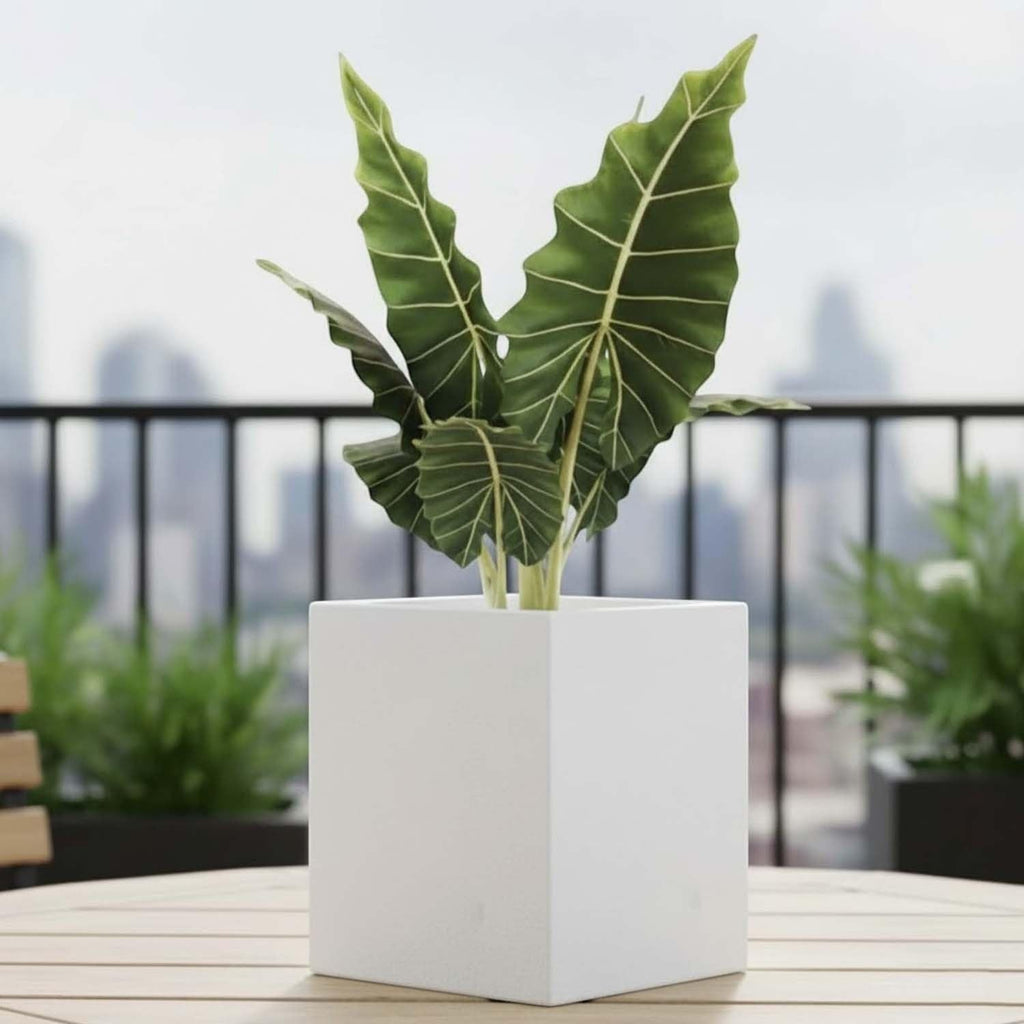 GoHooked white polymer modern cube planter, 8 inch square pot for indoor/outdoor use.