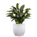 GoHooked white 20-inch polymer planter pot with a peace lily plant. Modern, round, lightweight pot with drainage.