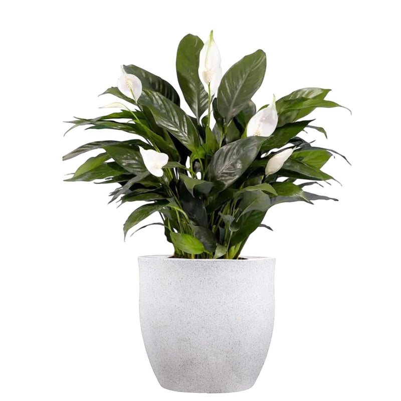 GoHooked white 20-inch polymer planter pot with a peace lily plant. Modern, round, lightweight pot with drainage.