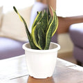 GoHooked white plastic DURE flower pot with ribbed design, suitable for indoor/outdoor gardening. Holds a snake plant.