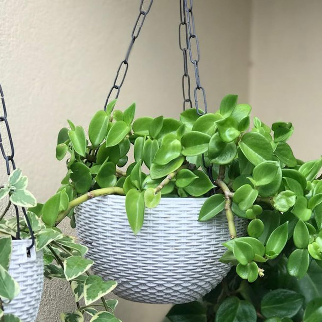 Go Hooked white plastic hanging pot with woven texture, holding a lush green plant.