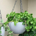 Go Hooked white plastic hanging pot with woven texture, holding a lush green plant.