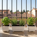 GoHooked white rectangular plastic plant pots with fluted design, holding basil, lavender, and mint on a balcony.