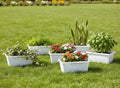 Go Hooked set of 6 white rectangular plastic plant pots filled with various plants including flowers and foliage, displayed on green grass.