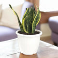 Go Hooked 10 inch white plastic planter with a snake plant, perfect for indoor or outdoor gardening.