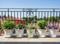 GoHooked white plastic 10-inch planters with trays, holding various plants like ferns, geraniums, ivy, basil, and petunias.