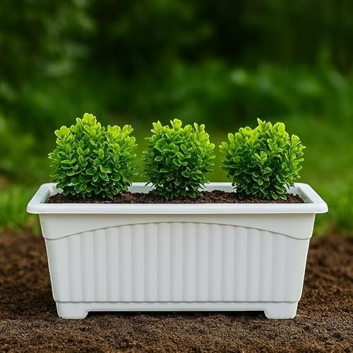 GoHooked white rectangular plastic planter with fluted sides, holding three small green bushes.