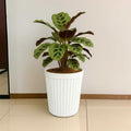 Go Hooked white ribbed plastic planter pot with a plant inside, 14 inch, suitable for indoor or outdoor use.