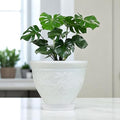 Go Hooked white plastic planter pot with embossed floral design and matching saucer, holding a Monstera plant.