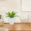 GoHooked white plastic planter pot with embossed floral design and matching saucer, holding a green plant.