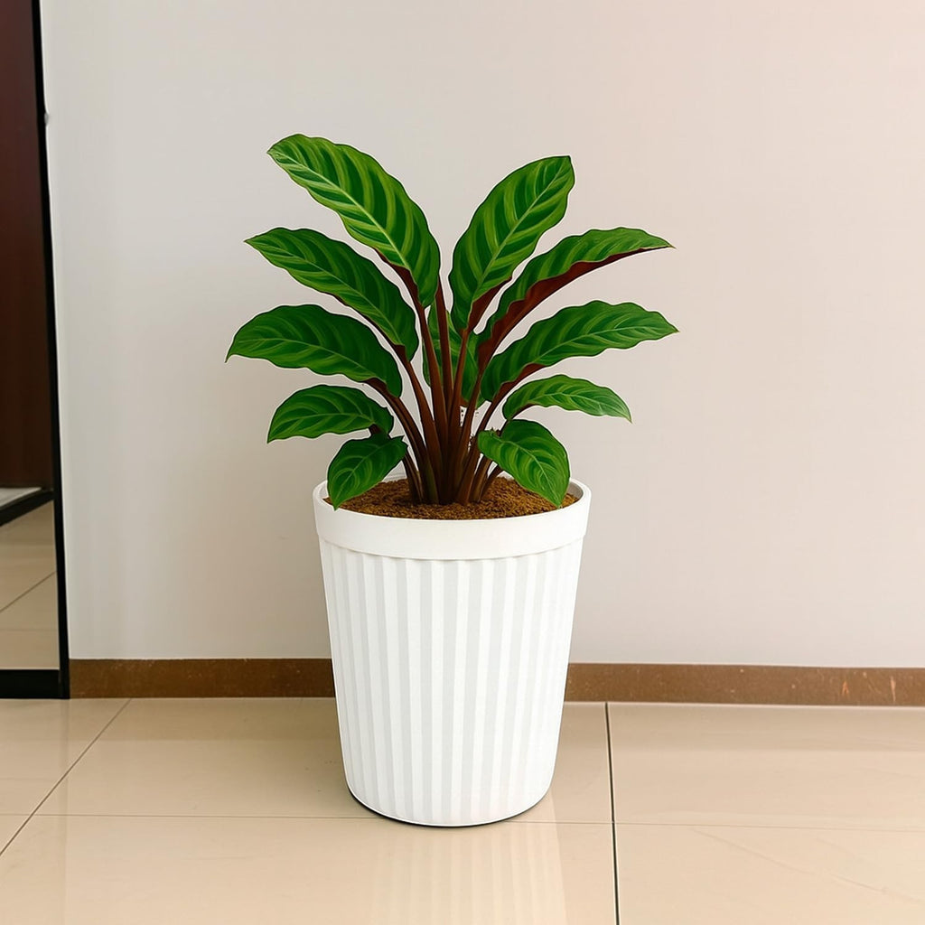 GoHooked white ribbed plastic planter pot with a green plant inside, 14 inch, modern style
