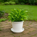 GoHooked white plastic planter pot with tray, 10-inch, ideal for indoor/outdoor gardening.
