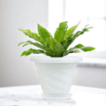 GoHooked white plastic planter pot with a twister design and a matching saucer, holding a green plant.