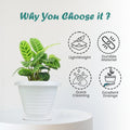GoHooked white plastic planter pot with saucer, featuring a modern ribbed design and excellent drainage for indoor or outdoor plants.