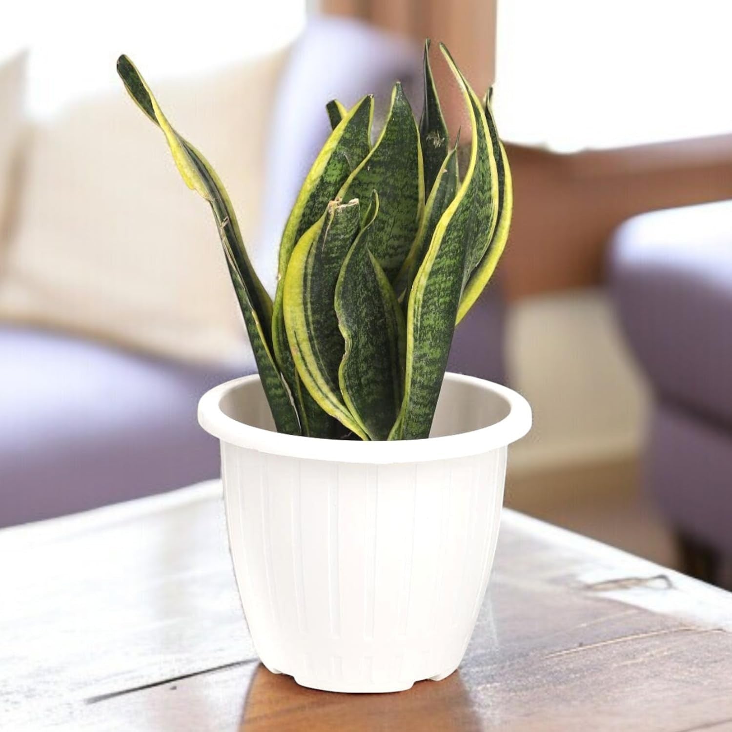 GoHooked white plastic planter with vertical ribbing, holding a snake plant with green and yellow striped leaves.