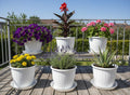 GoHooked white plastic 10-inch planters with trays, holding various flowers like petunias, geraniums, and succulents.