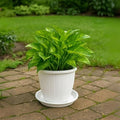 Go Hooked white 10-inch plastic planter with matching drip tray, featuring a fluted design. Ideal for indoor or outdoor gardening.