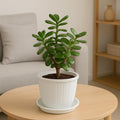 GoHooked white plastic planter with a jade plant, featuring a ribbed design and matching drip tray.
