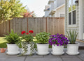 GoHooked white plastic planters with trays, featuring various plants like ferns, geraniums, basil, petunias, and aloe vera.