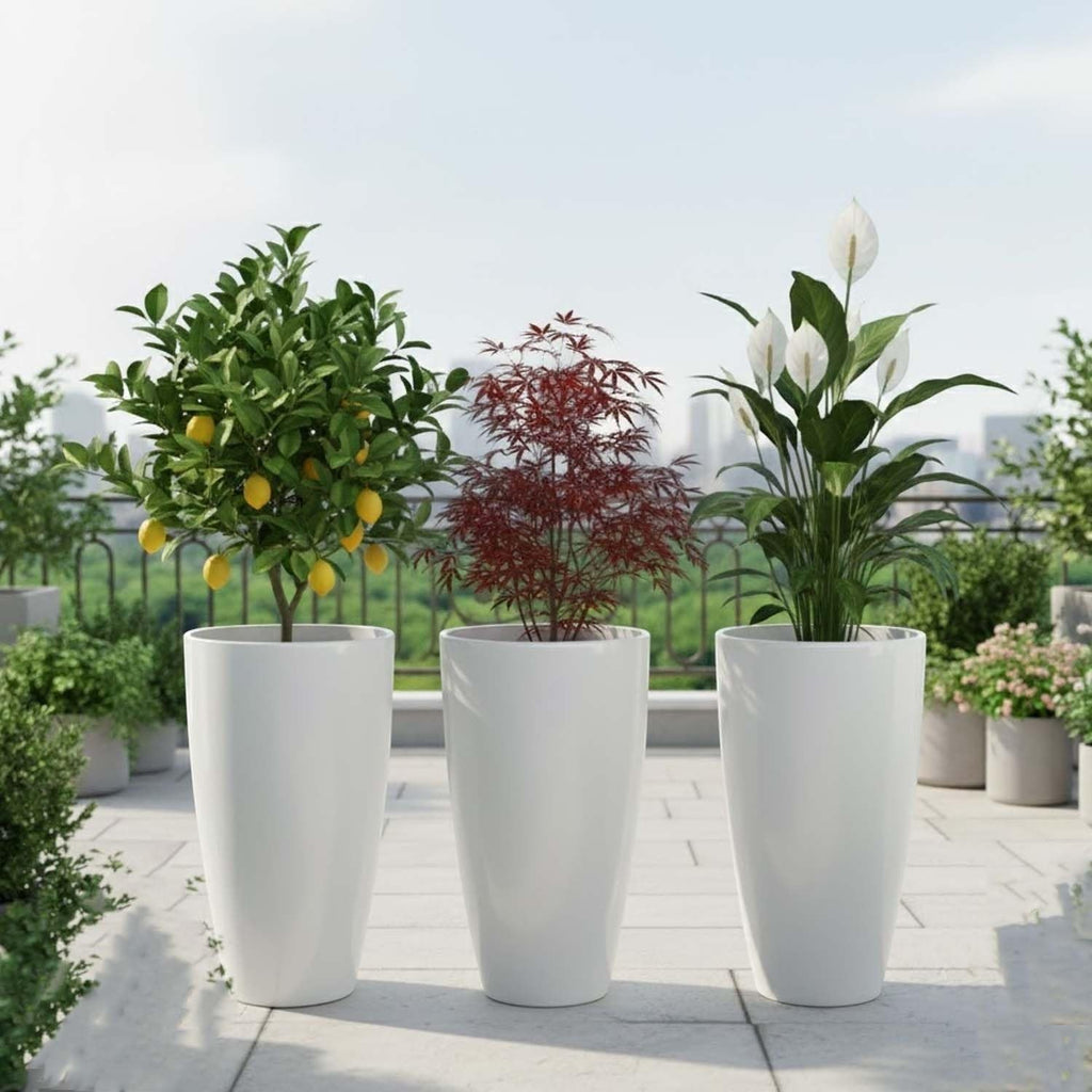 GoHooked set of 3 white tall plastic planters, each holding a different plant: a lemon tree, a Japanese maple, and a peace lily.