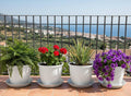 GoHooked 10-inch white plastic planters with trays, holding fern, geraniums, aloe, and petunias on a balcony.