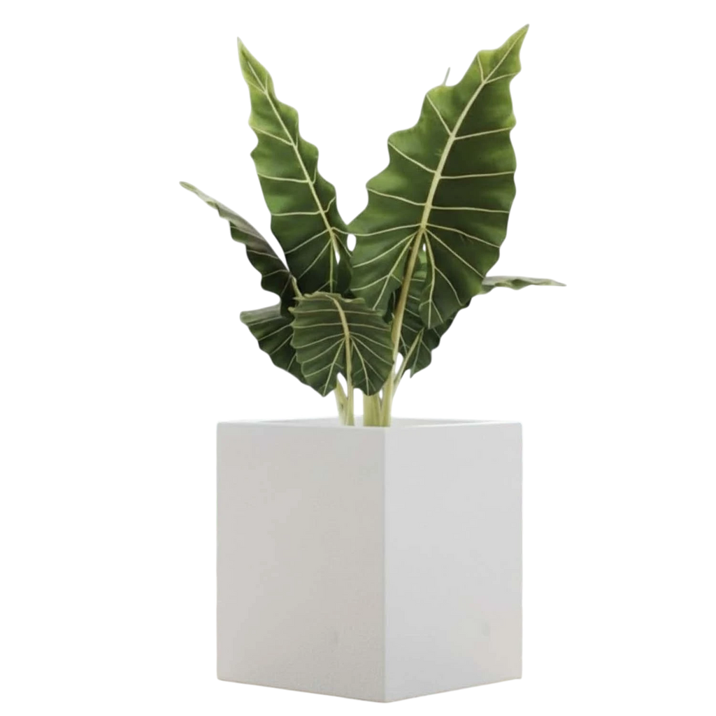 GoHooked 8-inch modern white polymer cube planter with a large green plant inside.