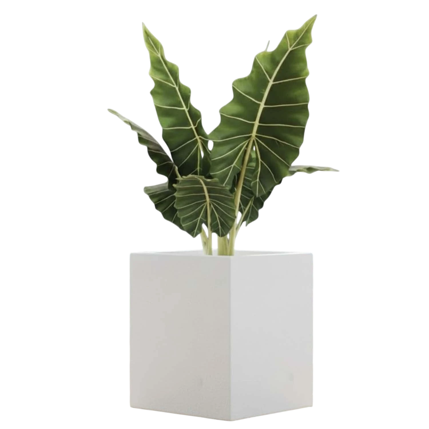 GoHooked 8-inch modern white polymer cube planter with a large green plant inside.