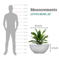 GoHooked white polymer lotus bowl planter, 25 inch diameter, 11 inch height, with drainage option. Shown with a plant and beside a human silhouette for scale.