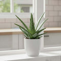 GoHooked white 10-inch polymer planter pot with drainage hole, holding an aloe vera plant indoors.