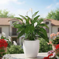 GoHooked 12-inch white polymer round planter with a peace lily plant on a balcony.