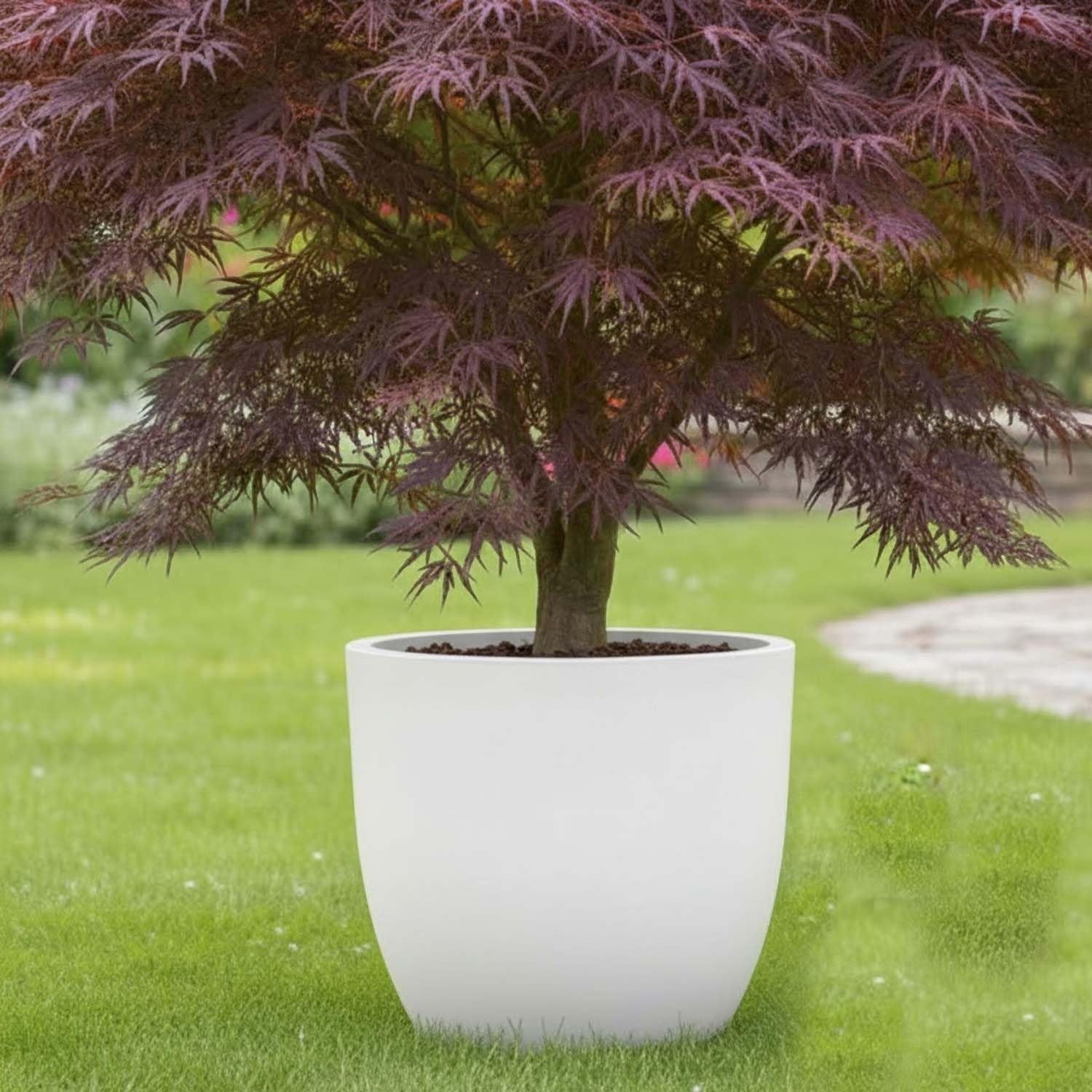 GoHooked 20-inch round white polymer planter with a Japanese maple tree. Modern, minimalist design for indoor or outdoor use.