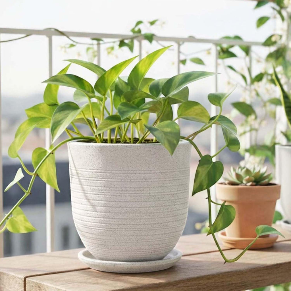 GoHooked white polymer planter pot with ribbed texture and matching saucer, holding a lush green plant on a balcony.