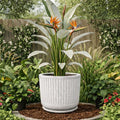 GoHooked white ribbed polymer planter with granite speckle texture and matching tray, holding a Bird of Paradise plant.