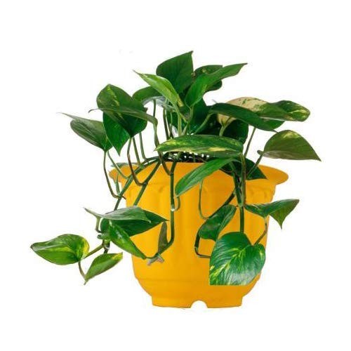 GoHooked yellow plastic jasmine planter with green money plant, 20.5x15 cm