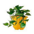 Go Hooked yellow plastic jasmine planter with green money plant, 20.5x15 cm
