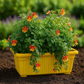 GoHooked yellow rectangular plastic plant pot with trailing orange and yellow flowers, set of 5.