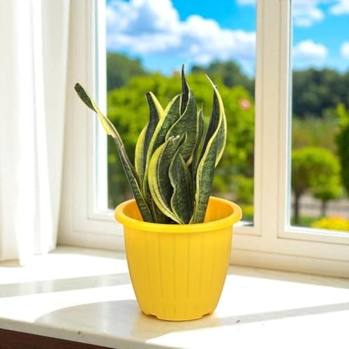 GoHooked set of 10 yellow plastic plant pots with drainage holes and ribbed texture. Ideal for indoor or outdoor use.