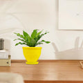 Go Hooked yellow plastic planter pot with embossed floral design and matching saucer, holding a green plant.