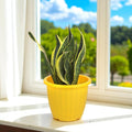 GoHooked yellow plastic planter pot with ribbed texture, holding a snake plant indoors by a window.