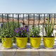 Go HookedPlastic Duro Flower Pot for Gardening, Indoor/Outdoor Planter-Yellow (8 Inch)(Pack of 4 with Tray)