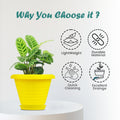 Go Hooked yellow plastic planter pot with saucer, 6 inch Zenith model, lightweight, durable, easy to clean, and with excellent drainage.