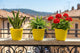 Go Hooked Sunshine Beautiful Indoor-Outdoor Plastic Flower Pots & Planter for Plants-Yellow, Pack of 3
