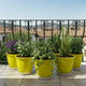Go HookedPlastic Duro Flower Pot for Gardening, Indoor/Outdoor Planter-Yellow (8 Inch)(Pack of 6 with Tray)
