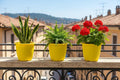 GoHooked yellow plastic planters with snake plant, fern, and red geraniums on a balcony.