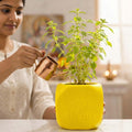 GoHooked yellow square plastic Tulsi plant pot with Hindu religious symbols, 17.5 cm, for home and pooja room.