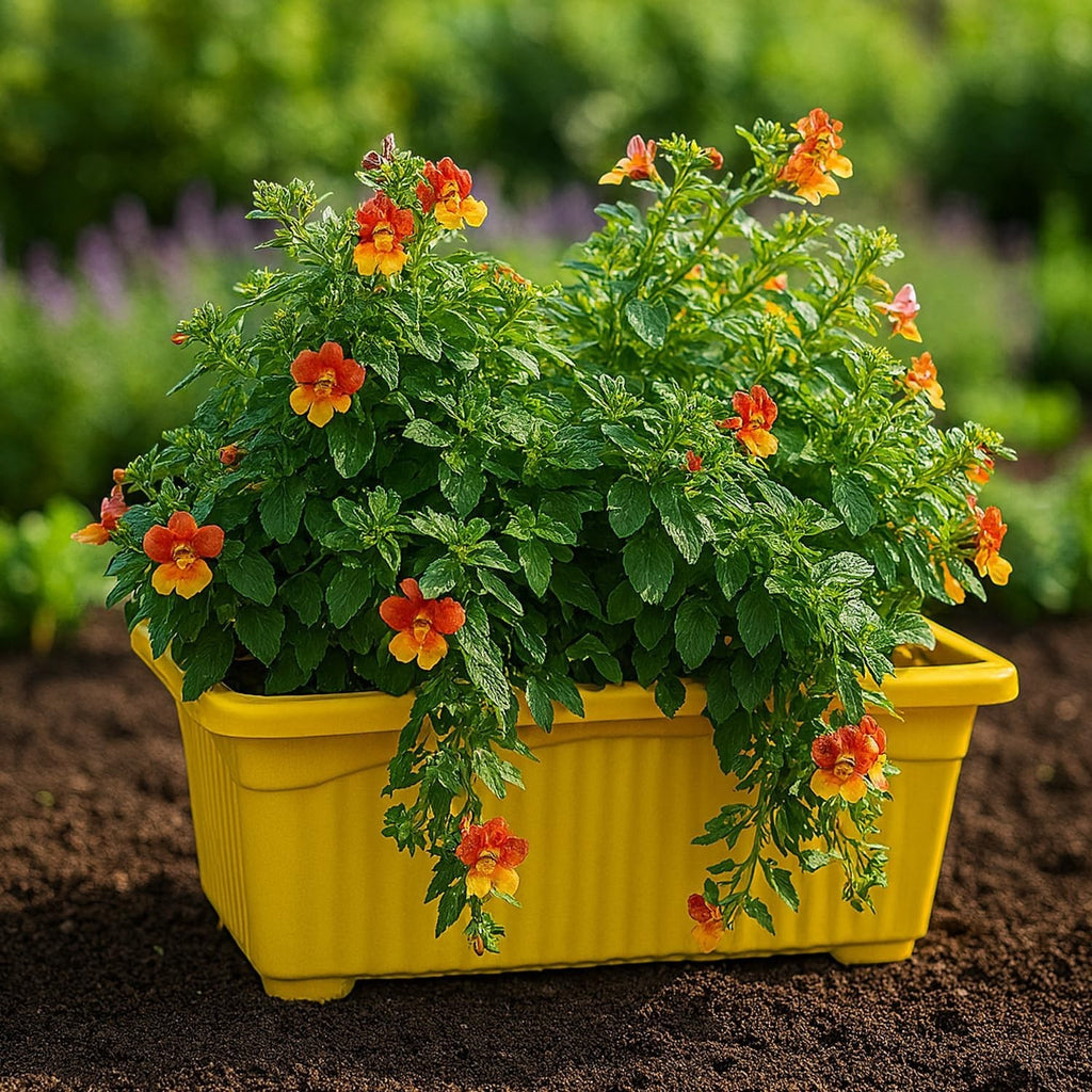 Go Hooked yellow rectangular plastic plant pot with trailing orange and yellow flowers, set of 6.