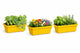 Go Hooked Rectangular Plastic Pots for Plants, Jupiter Flower Pots for Home, Window Display, Garden (Set of 3, Yellow) (35 x 18.5 x 15 cm)