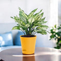 Go Hooked yellow 4-inch self-watering plastic planter pot with a variegated plant inside, perfect for indoor gardening.
